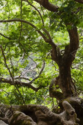 Dense forest