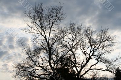 lonely tree