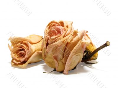 dead roses 08