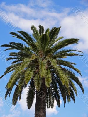 date palm