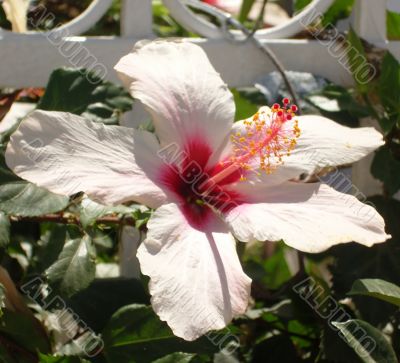 hibiscus