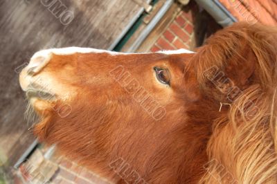 horse head