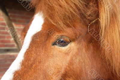 horse head