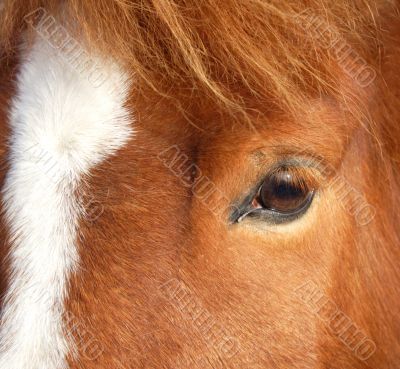 horse head