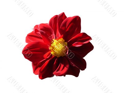 Red Flower