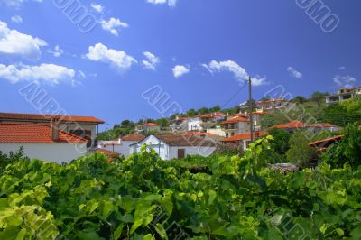 grape vines in Greece