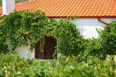 grape vines in Greece