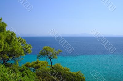 trees and sea