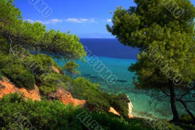 trees and sea