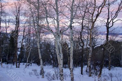 Winter sunset, aspens in snow