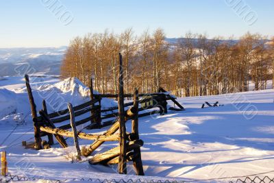 Old fence and aspens