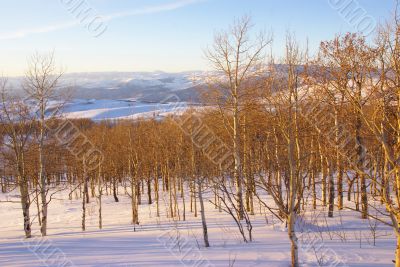 Winter sunset, aspens in snow
