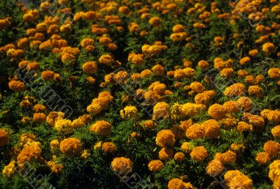 Field of marigolds
