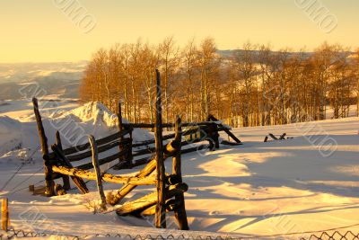 Old fence and aspens