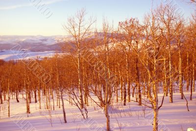 Winter sunset, aspens in snow