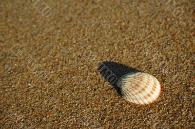 shell on sand