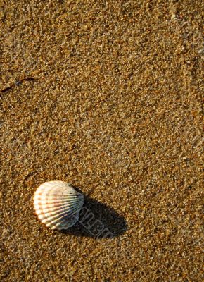 shell on sand