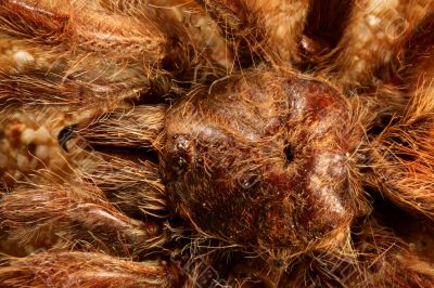 Big Bird Spider, Avicularia spec.