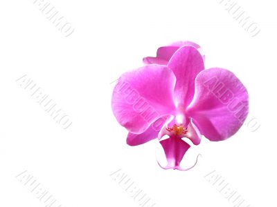Orchid Flower