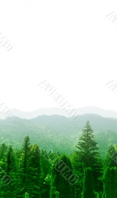 Forest landscape