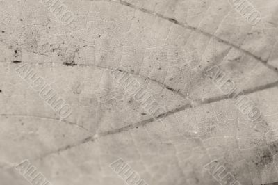 Beautiful background leave