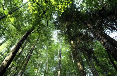 Green forest