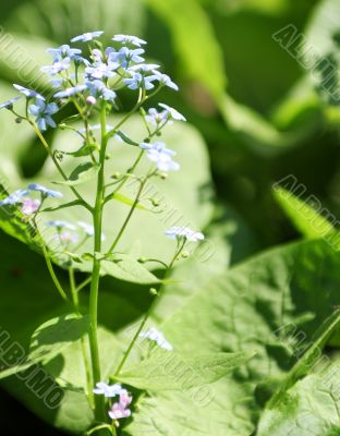 blue garden flowers