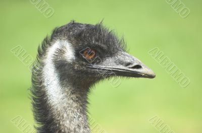 Australian Emu bird.