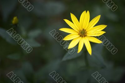 Flower of an