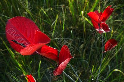 red foliage