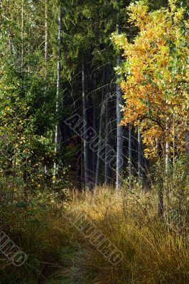 autumn forest