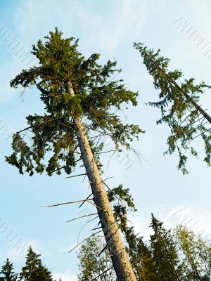 fir-tree and evening sky