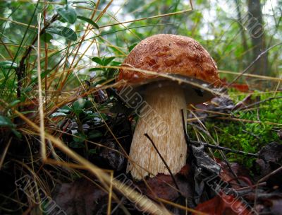 brown mushroom