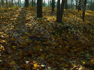 autumn foliage