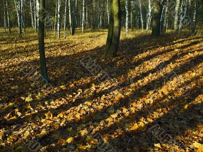 autumn forest