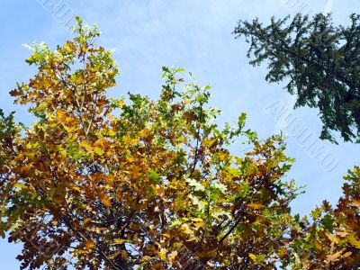 oak and fur-tree