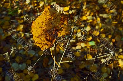 autumn yellow sheet on dry herb