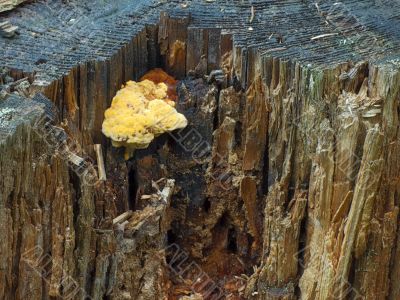 yellow mushroom on old wood