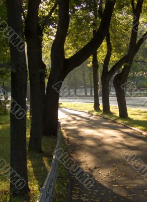 Sunshine in a morning park