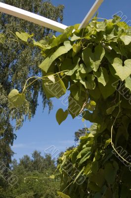 Ivy on the gate