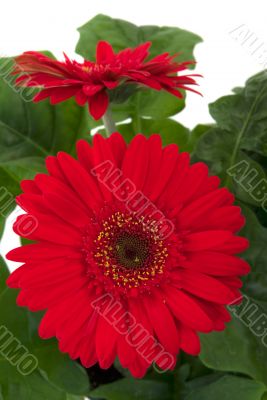 Gerbera Daisy