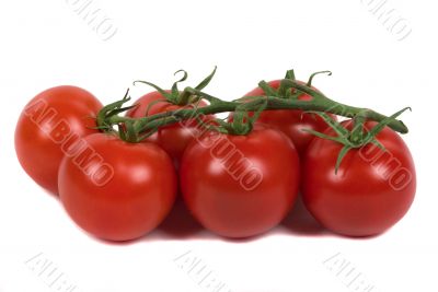 Organic Tomatoes