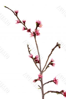 Peach Blossom