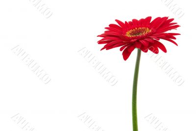 Gerbera Daisy