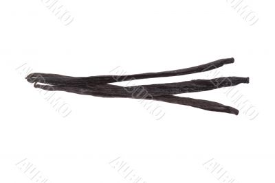 Vanilla Beans