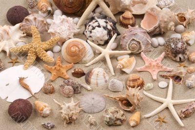 Seashell Background