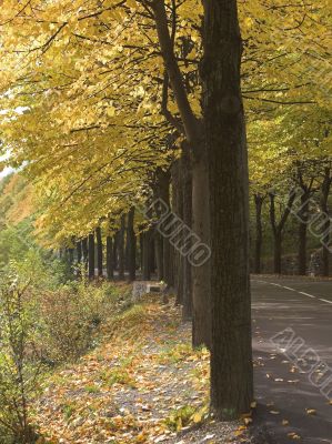 Autumn avenue