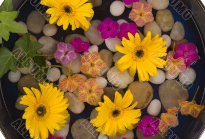Daisies and Pebbles