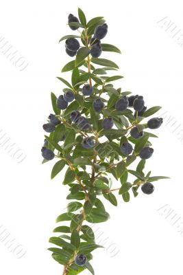 Branch