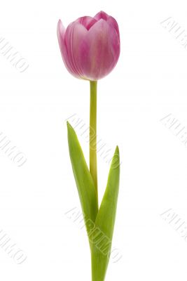 Tulip